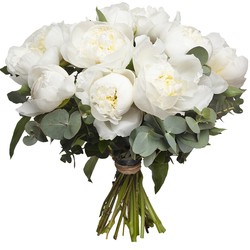 Pivoines blanches
