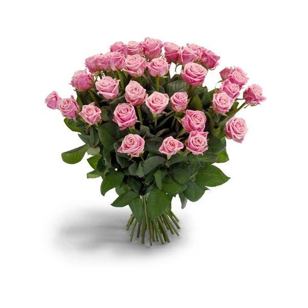 Roses Roses
