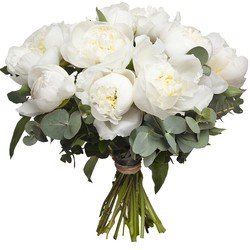 Pivoines blanches