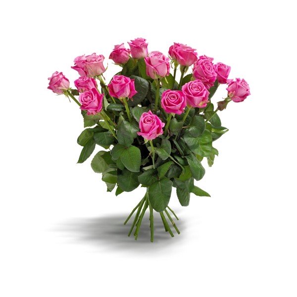 Roses Fushias