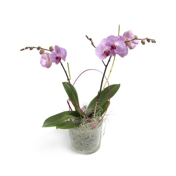 Orchidée avec cache-pot