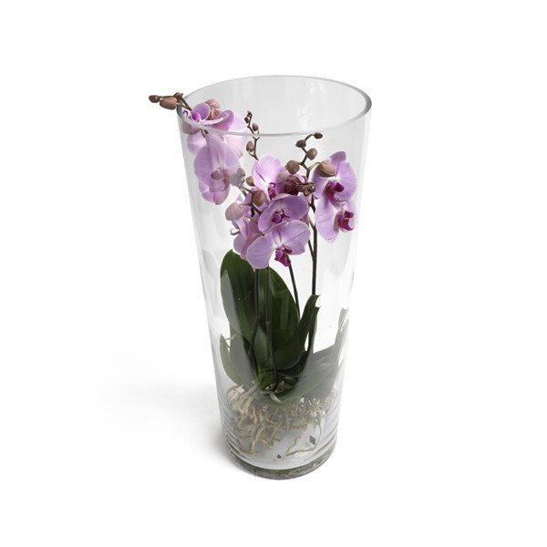 Orchidées dans vase cylindre